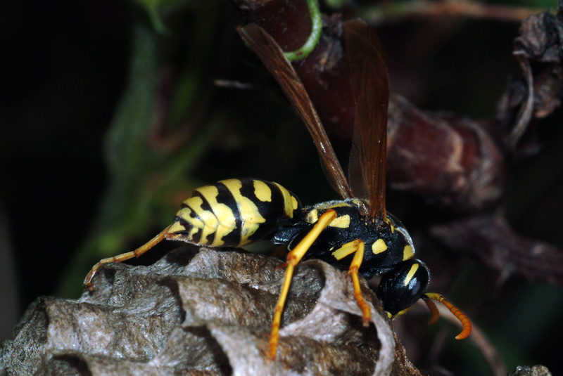 femmina di Polistes gallicus